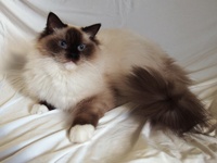 IC UMBERTO of Merrity cats, CZ